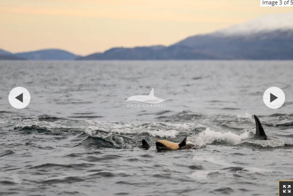 رنگ پوست نوزاد کمی نارنجی‌تر از نهنگ‌های بالغ است.